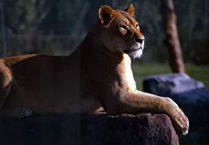 A lioness surveying the land at Chester Zoo July 1971 A lioness surveying the land at Chester Zoo July 1971