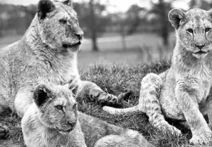 Some of the lions at Lambton Pleasure Park in April 1978 Some of the lions at Lambton Pleasure Park in April 1978