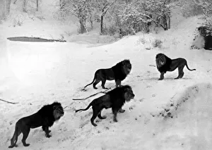 Lions on the snowy slopes of their den at Whipsnade Zoo Lions on the snowy slopes of their den at Whipsnade Zoo