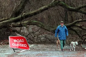 Lochwinnoch storm damage December 1998 man walking his dog past trees which have Lochwinnoch storm damage December 1998 man walking his dog past trees which have