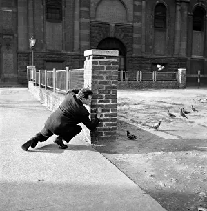 London pigeon catcher. January 1954 A157-006 London pigeon catcher. January 1954 A157-006
