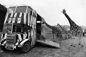The Longleat giraffes gather round to inspect the bus before Mary was put on board The Longleat giraffes gather round to inspect the bus before Mary was put on board