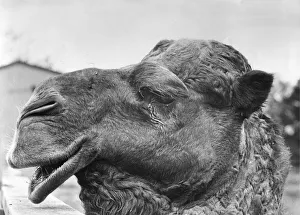 Looking for a mate - Fang the camel at Flamingo Park. Circa 1981 Looking for a mate - Fang the camel at Flamingo Park. Circa 1981