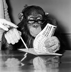 Louis the Chimp checks his bingo numbers at Twycross Zoo December 1981 Louis the Chimp checks his bingo numbers at Twycross Zoo December 1981