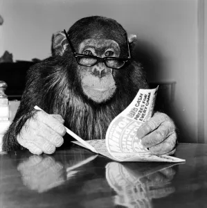 Louis the Chimp checks his bingo numbers at Twycross Zoo December 1981 Louis the Chimp checks his bingo numbers at Twycross Zoo December 1981
