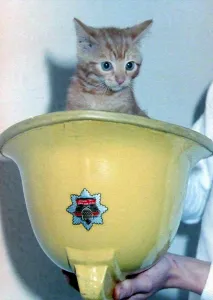 Louise, the tabby kitten rescued by a fireman from a rubbish shute at Arley Court Louise, the tabby kitten rescued by a fireman from a rubbish shute at Arley Court
