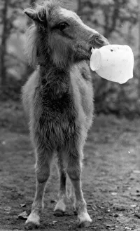 Lucky the foal plays with his favourite toy, a plastic jug Lucky the foal plays with his favourite toy, a plastic jug