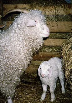 Lucy and Bazza two Angora sheep owned by the Alvah Handweavers company circa 1996 Lucy and Bazza two Angora sheep owned by the Alvah Handweavers company circa 1996