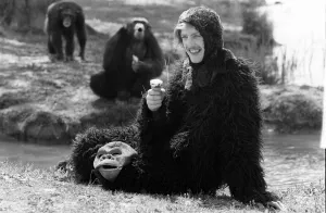 A man wearing an ape costume sitting amongst real monkeys eating an ice cream May A man wearing an ape costume sitting amongst real monkeys eating an ice cream May