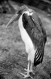 A Marabou Stork at London Zoo. April 1975 75-1946 A Marabou Stork at London Zoo. April 1975 75-1946