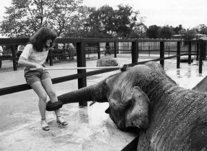Marjorie the elephant gets a firm grip as Sue backs off. May 1981 P011815 Marjorie the elephant gets a firm grip as Sue backs off. May 1981 P011815