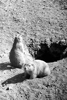 Marmots at London Zoo. October 1939 OL307M Marmots at London Zoo. October 1939 OL307M