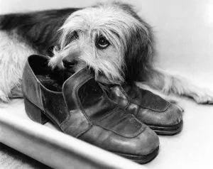 His Master's Boot. Only one man can fill these shoes His Master's Boot. Only one man can fill these shoes