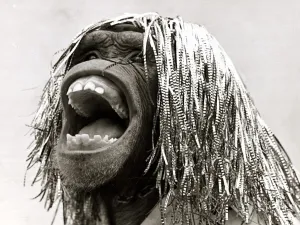 Max the Chimpanzee wearing a wig made of Christmas tinsel July 1980 Max the Chimpanzee wearing a wig made of Christmas tinsel July 1980