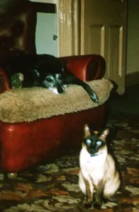 Max the siamese cat who died from Mad Cow Disease 1990 Max the siamese cat who died from Mad Cow Disease 1990