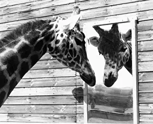 Maxi the Giraffe gazing at reflection in mirror May 1980 Maxi the Giraffe gazing at reflection in mirror May 1980