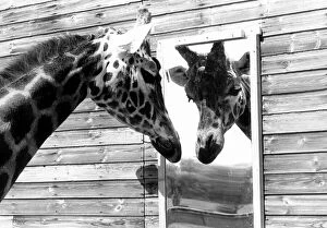 Images Dated 21st May 1980: Maxi the Giraffe was lonely being on his own at Flamingo land wildlife park in Yorkshire
