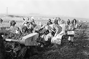 Members of the public help to harvest a late season crow of potatoes, Teesside Members of the public help to harvest a late season crow of potatoes, Teesside