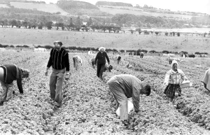 Members of the public picking their own fruit in July 1979 Members of the public picking their own fruit in July 1979