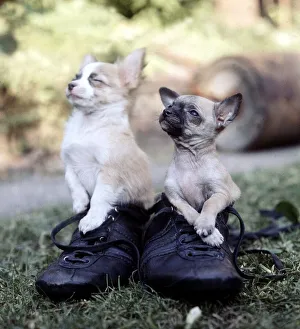 Mexican chihuahuas Wee Willie Winkie and Gingernut playing inside a pair of shoes June Mexican chihuahuas Wee Willie Winkie and Gingernut playing inside a pair of shoes June