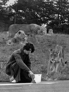 Michael Brown takes a pride in his work at the lion park Michael Brown takes a pride in his work at the lion park