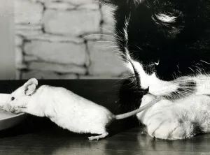 These are Michael Oswald's two pets, Tigger the cat and Felicity the mouse These are Michael Oswald's two pets, Tigger the cat and Felicity the mouse