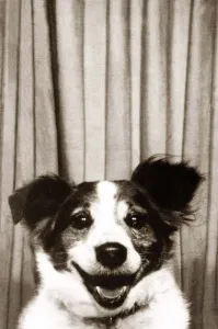 Mick the Collie Terrier - February 1974 smiles for the camera Mick the Collie Terrier - February 1974 smiles for the camera
