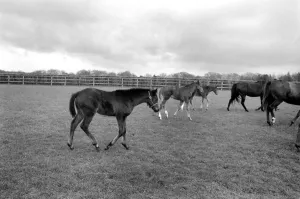 Million dollar trio trying out the fresh air of Newmarket in a paddock at Dunchurch Lodge Million dollar trio trying out the fresh air of Newmarket in a paddock at Dunchurch Lodge