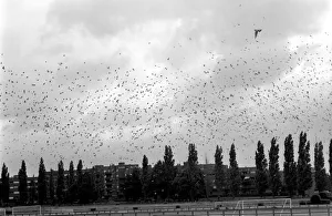 Millions of Pigeon Racing enthusiasts love their birds Millions of Pigeon Racing enthusiasts love their birds