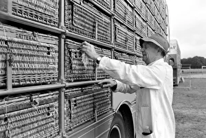 Millions of Pigeon Racing enthusiasts love their birds Millions of Pigeon Racing enthusiasts love their birds