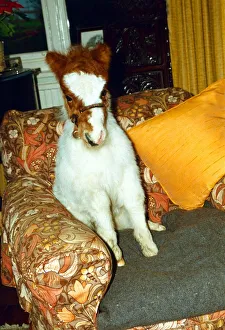 Mini Shetland Pony foal called Star sitting in his own lounge chair. January 1990 Mini Shetland Pony foal called Star sitting in his own lounge chair. January 1990
