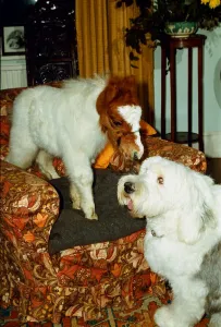 Mini Shetland pony foal called Star sitting on a sofa with old English Sheep Dog Mini Shetland pony foal called Star sitting on a sofa with old English Sheep Dog