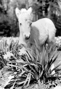 A miniature horse standing among the flowers. November 1986 P004064 A miniature horse standing among the flowers. November 1986 P004064
