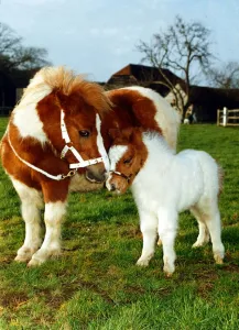 Miniature Shetland Pony foal called Star with mother whose name is Twinkle Miniature Shetland Pony foal called Star with mother whose name is Twinkle