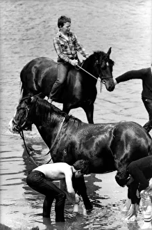 A last minute scrub down for the horses in the River Eden before going on show at A last minute scrub down for the horses in the River Eden before going on show at