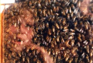 00019 Prints: A swarm of bees on a window Print