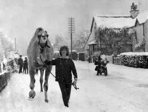 0000to0099 Prints: A Camel Walks Through Snow in Winkfield Row, Berkshire Print