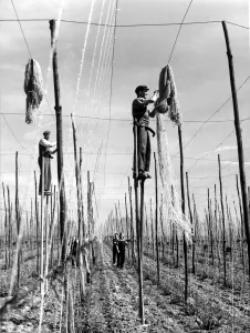 00074 Prints: Workers on stilts in Kent hop fields, circa 1935 Print