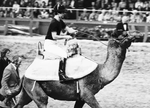 Prince Charles Rides a Camel Print, London Olympia 1981