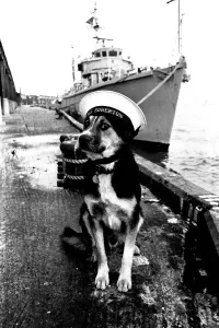 Prints of Sippers the mongrel mascot dog of HMS Soberton, pictured at the Fish Quay, North Shields on the River Tyne. Sippers jumped ship and was missing for 24 hours before returning to the vessel Mirror Prints: Sippers the Mongrel at North Shields Fish Quay Print 1972