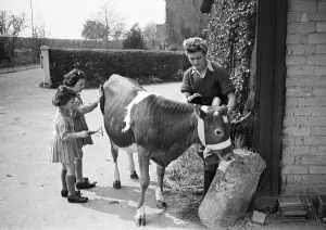 Women Land Army Caring for a Jersey Calf Print, 1945