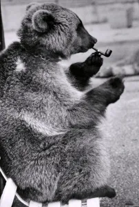Mishka the Brown Bear likes the good things in life. He likes to put his feet up Mishka the Brown Bear likes the good things in life. He likes to put his feet up