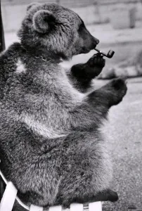 Mishka the Brown Bear likes the good things in life. He likes to put his feet up Mishka the Brown Bear likes the good things in life. He likes to put his feet up