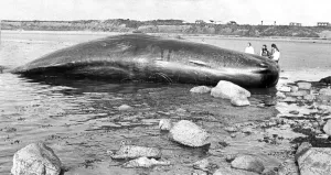 This monster from the deep ended its life on a beach in Northumberland This monster from the deep ended its life on a beach in Northumberland