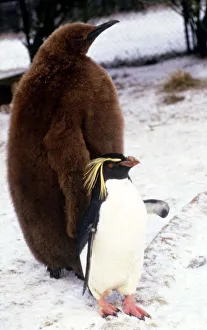 A six month old King Penguin at Whipsnade Zoo witha rockhopper penguin sharing its pen A six month old King Penguin at Whipsnade Zoo witha rockhopper penguin sharing its pen