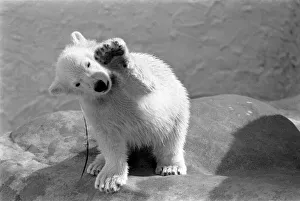 Four month old polar bear cub Janina at Bristol zoo. May 1975 Four month old polar bear cub Janina at Bristol zoo. May 1975