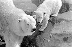 Four month old polar bear cub Janina and mother Nina at Bristol zoo. May 1975 Four month old polar bear cub Janina and mother Nina at Bristol zoo. May 1975