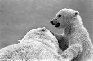 Four month old polar bear cub Janina and mother Nina at Bristol zoo. May 1975 Four month old polar bear cub Janina and mother Nina at Bristol zoo. May 1975
