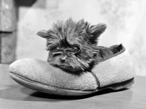 Four Month old Yorkshire Terrier weighs in at only 12 ozs Four Month old Yorkshire Terrier weighs in at only 12 ozs