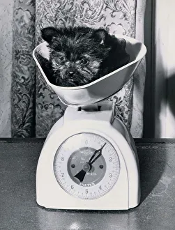Two month old Yorkshire Terrier weighs in at only 1lbs. Dog standing on Kitchen Two month old Yorkshire Terrier weighs in at only 1lbs. Dog standing on Kitchen
